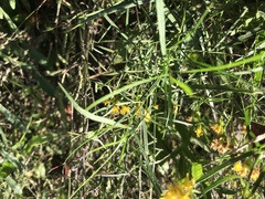 Euthamia caroliniana