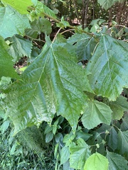 Platanus occidentalis