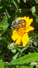 Megachile texana