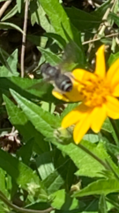 Megachile texana