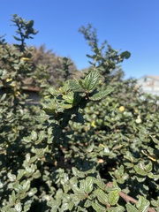 Ceanothus thyrsiflorus