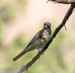 Myiodynastes luteiventris