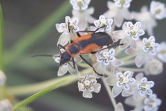 Chauliognathus limbicollis