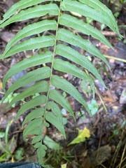 Homalosorus pycnocarpos