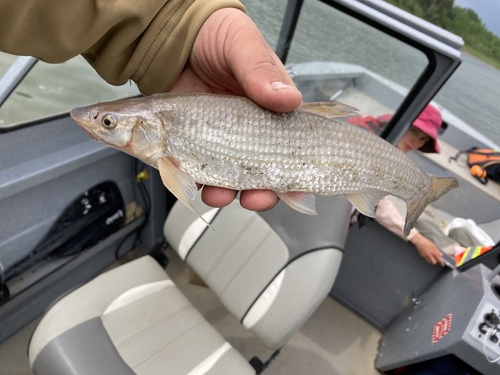 Flathead Chub