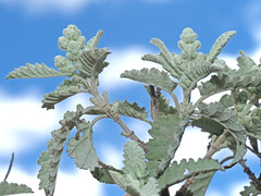 Buddleja glomerata