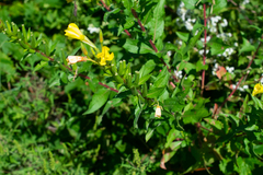 Oenothera