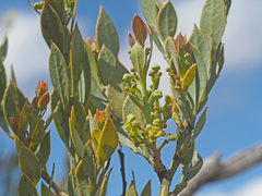 Osyris lanceolata