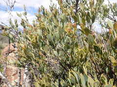 Osyris lanceolata
