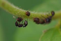 Tetramorium tsushimae