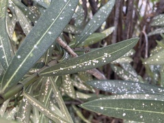 Pseudaulacaspis cockerelli