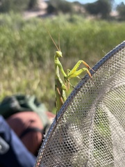 Mantis