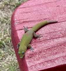 Phelsuma laticauda laticauda