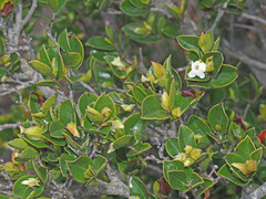 Diospyros