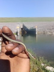Thamnophis proximus rubrilineatus