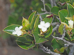 Diospyros