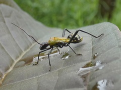 Alydidae