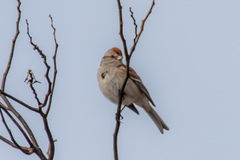 Spizelloides arborea