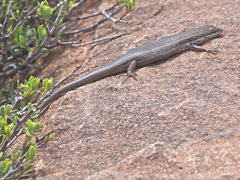Trachylepis variegata