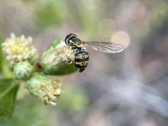 Toxomerus occidentalis