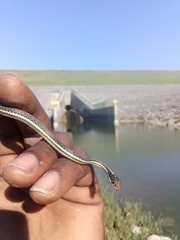 Thamnophis proximus rubrilineatus
