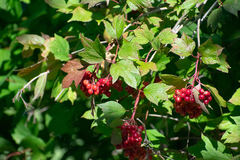 Viburnum