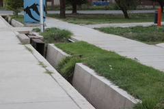 Cinclodes patagonicus