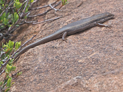 Trachylepis variegata