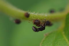 Tetramorium tsushimae
