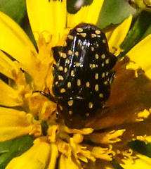 Oxythyrea