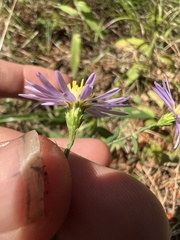 Symphyotrichinae
