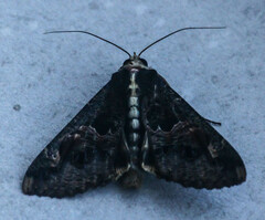 Sphingomorpha chlorea