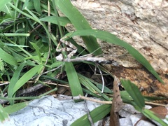 Stagmomantis carolina