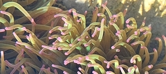 Anemonia viridis
