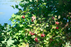 Viburnum