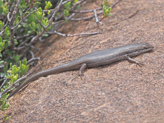 Trachylepis variegata