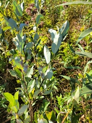 Salix humilis