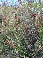 Juncus acutus