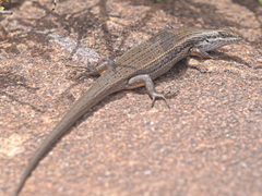 Trachylepis variegata