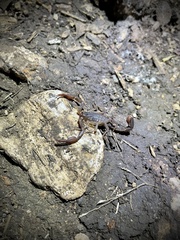 Pseudouroctonus reddelli