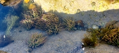 Anemonia viridis