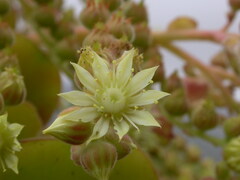 Aeonium canariense image