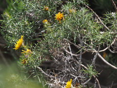 Berkheya cardopatifolia