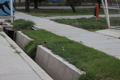 Cinclodes patagonicus