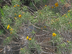 Berkheya cardopatifolia