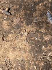 Lithobiomorpha