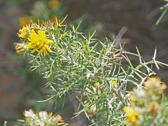 Berkheya cardopatifolia