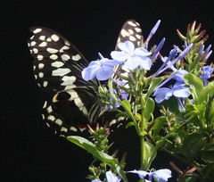Papilio demodocus demodocus