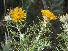 Berkheya cardopatifolia