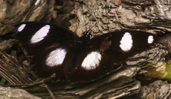 Hypolimnas misippus